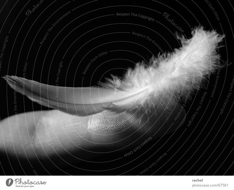 Vergängliches Glück Flaum Finger Fundstück Zufriedenheit flüchtig zart duftig leicht fein Schwerelosigkeit Schweben Gleichgewicht zerzaust weich blasen luftig