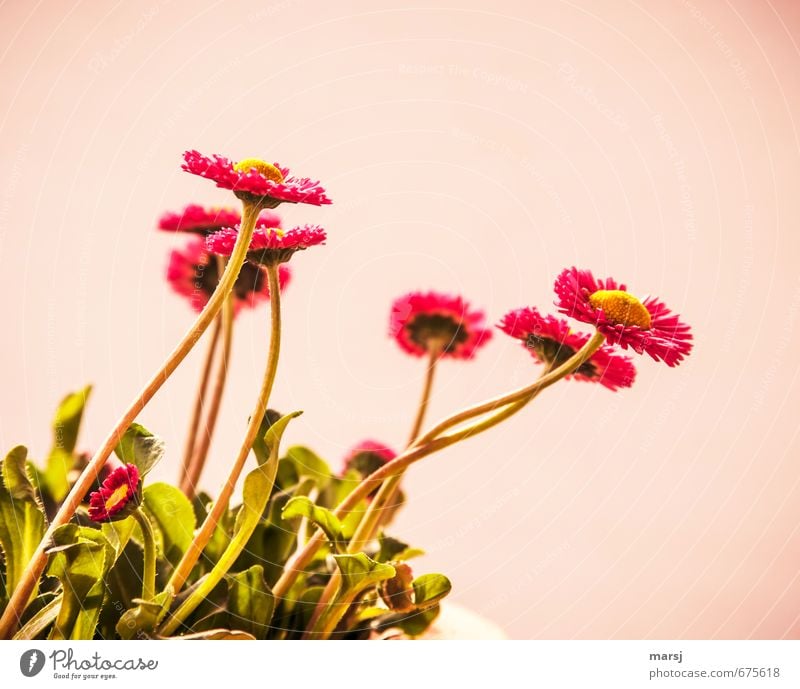 Bellis Frühling Sommer Pflanze Blume Blatt Blüte Grünpflanze Gänseblümchen Blühend leuchten Wachstum Duft dünn authentisch einfach Freundlichkeit Fröhlichkeit