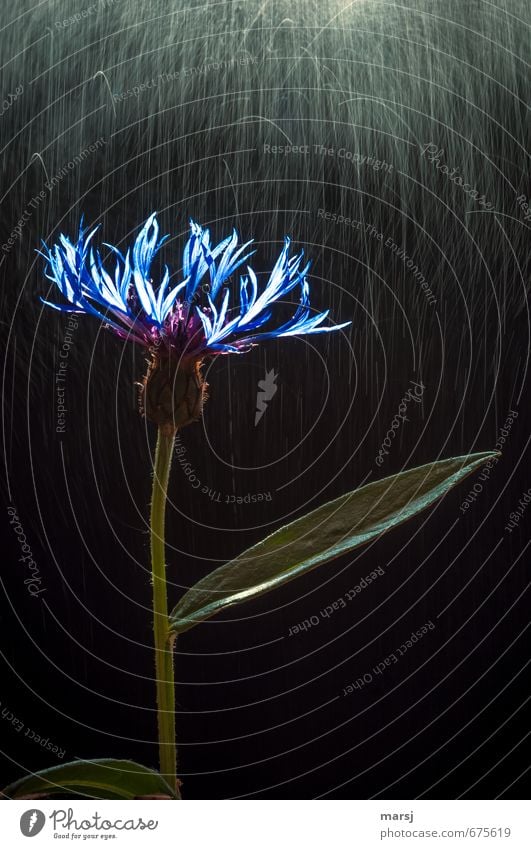 Frühlingsregen Stil Leben harmonisch Wohlgefühl Sinnesorgane Erholung Natur Pflanze Wassertropfen Sonnenlicht Sommer Regen Blume Blatt Blüte Wildpflanze