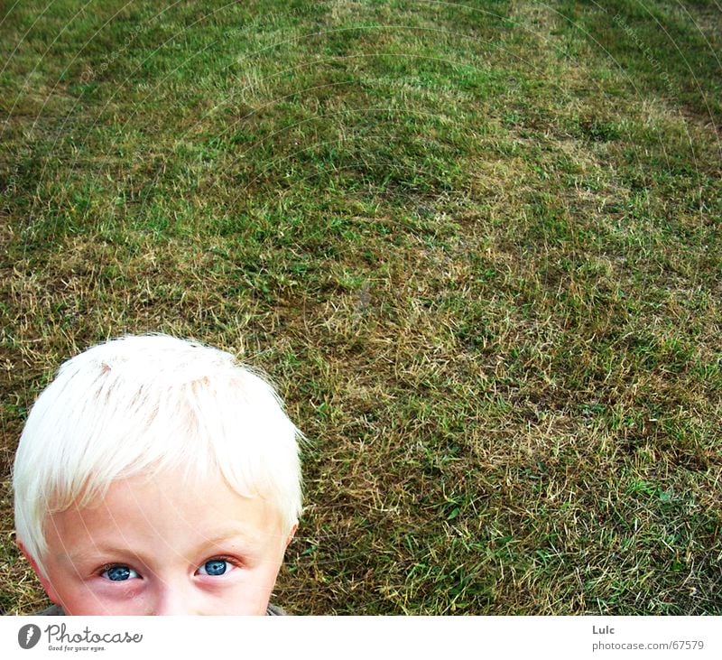 Peekaboo! blond Kind Mensch boy grass eyes head child