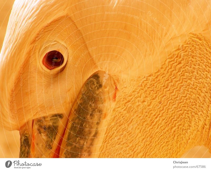 Titellos Auge Tier Vogel Denken Stolz Pelikan Vogelkopf Vogelauge Schnabel Feder pelican reines gewissen animal bird head eye bird eye bill plumage proudly