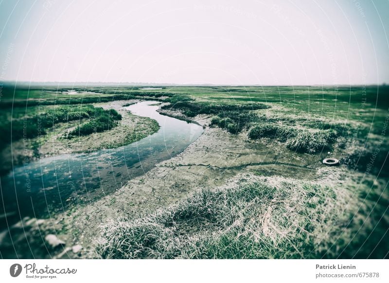 Salt Marsh Umwelt Natur Landschaft Urelemente Erde Wasser Himmel Klima Klimawandel Pflanze Wiese Küste Strand Hoffnung Traurigkeit Sorge Trauer Müdigkeit