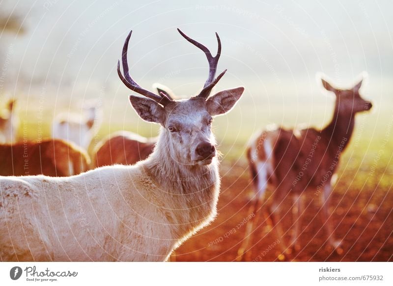 the white stag Umwelt Natur Sonne Frühling Schönes Wetter Wiese Tier Wildtier Hirsche Tiergruppe beobachten Blick warten ästhetisch außergewöhnlich elegant