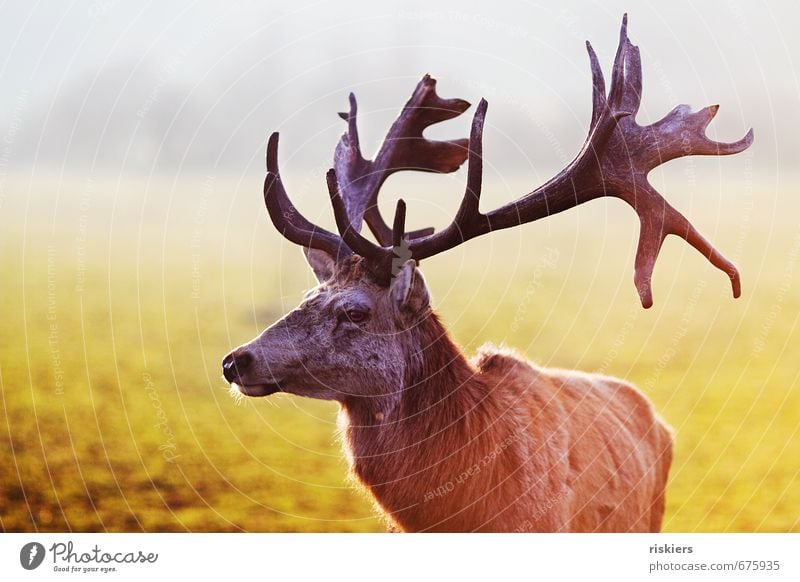 the majestic stag Umwelt Natur Sonnenlicht Frühling Schönes Wetter Wiese Tier Wildtier Hirsche Rothirsch 1 beobachten Blick warten ästhetisch gigantisch Kraft