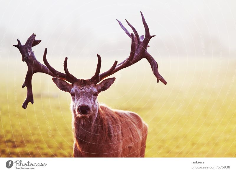 the majestic stag ii Umwelt Natur Frühling Schönes Wetter Wiese Tier Wildtier Hirsch 1 beobachten Blick warten ästhetisch außergewöhnlich elegant selbstbewußt