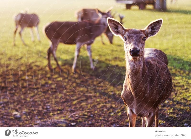 the deer with the glowing eyes Umwelt Natur Sonne Sonnenaufgang Sonnenuntergang Sonnenlicht Frühling Schönes Wetter Wiese Tier Wildtier Reh Tiergruppe