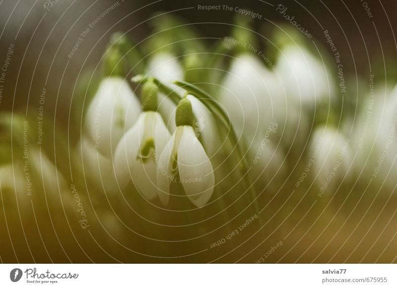 Schneeglöckchen Natur Pflanze Frühling Blatt Blüte Garten Park Wiese natürlich grün schwarz weiß Vertrauen Sicherheit Geborgenheit Romantik schön ruhig träumen