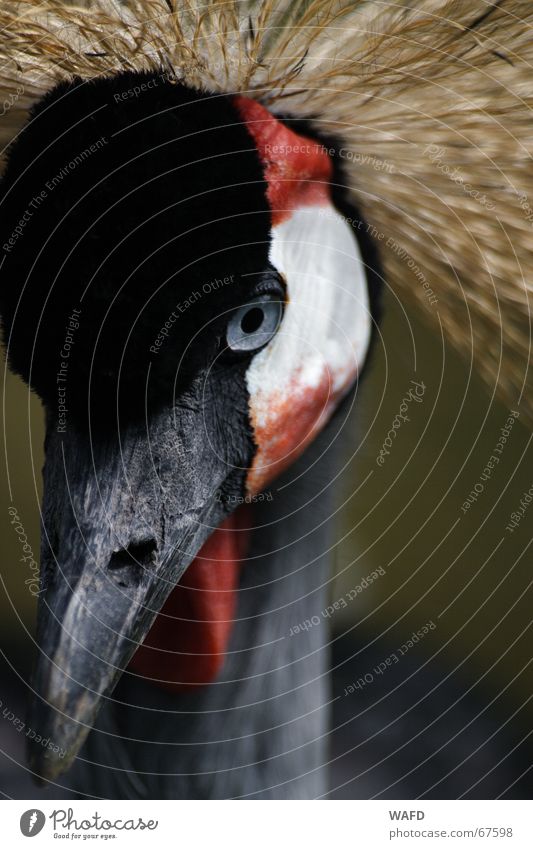 Argwohn Vogel Zoo Tierpark Hagenbeck Schnabel Misstrauen Neugier Nahaufnahme Auge Baumkrone beobachten