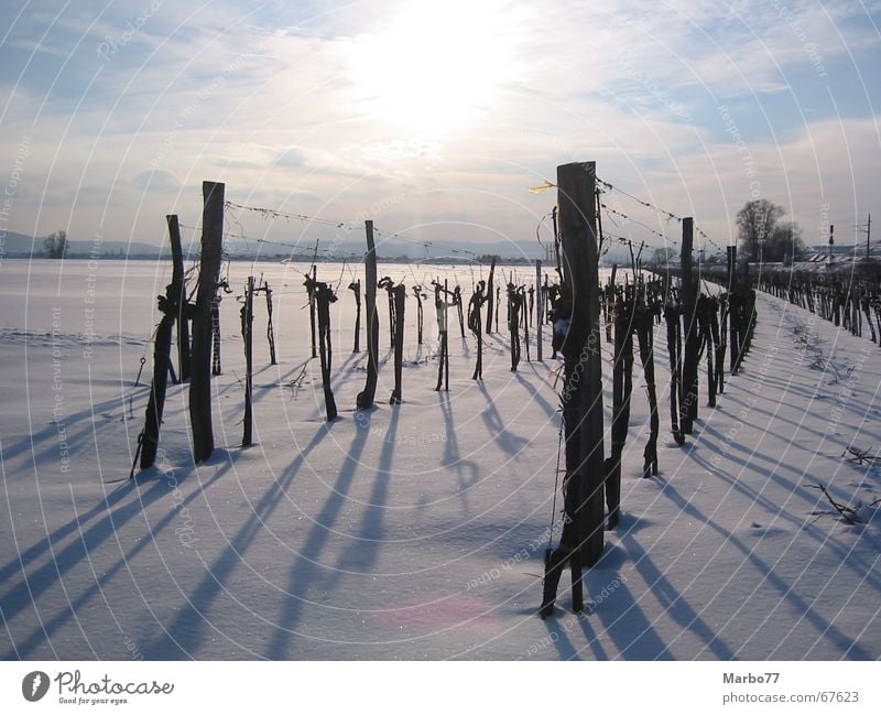 Weingarten im Winter Weinbau Licht Sonnenuntergang Gegenlicht Schnee Schatten