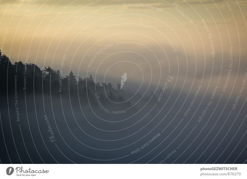 Nebel Natur Landschaft Himmel Sonnenaufgang Sonnenuntergang Herbst Baum Wald Stimmung Farbfoto Außenaufnahme Textfreiraum oben Textfreiraum unten Morgen