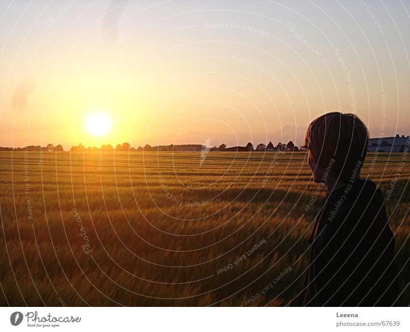 Blick zur Sonne Sonnenuntergang Feld Licht Himmel schöner anblick