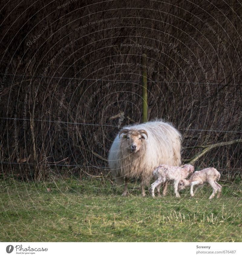 Mutterglück Natur Frühling Gras Feld Dorf Tier Nutztier Fell Schaf 3 Tierjunges Tierfamilie stehen Glück niedlich Lebensfreude Frühlingsgefühle Sicherheit