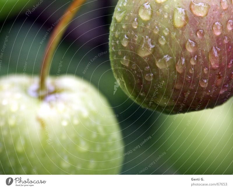 das ist ja wohl das Letzte! lecker fruchtig Wassertropfen hydrophob Apfelbaum dunkel knackig Ernährung Gartenobst grün hängen lassen versprochen! Frucht