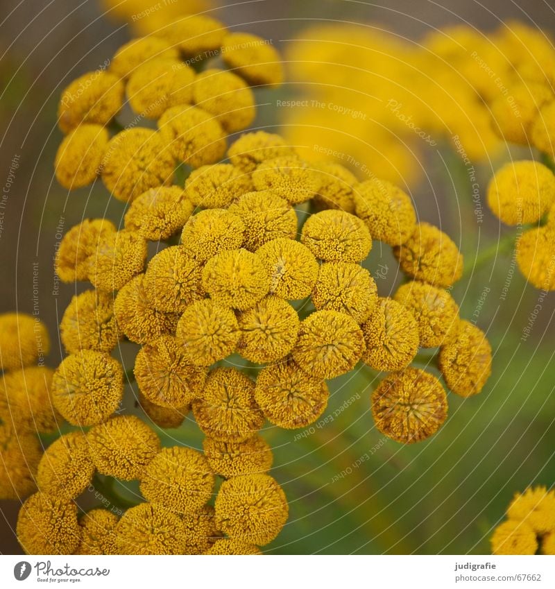 Sommer 2 gelb Blüte Blume Pflanze grün Wachstum rund weich Physik Natur Punkt Wärme Heilpflanzen