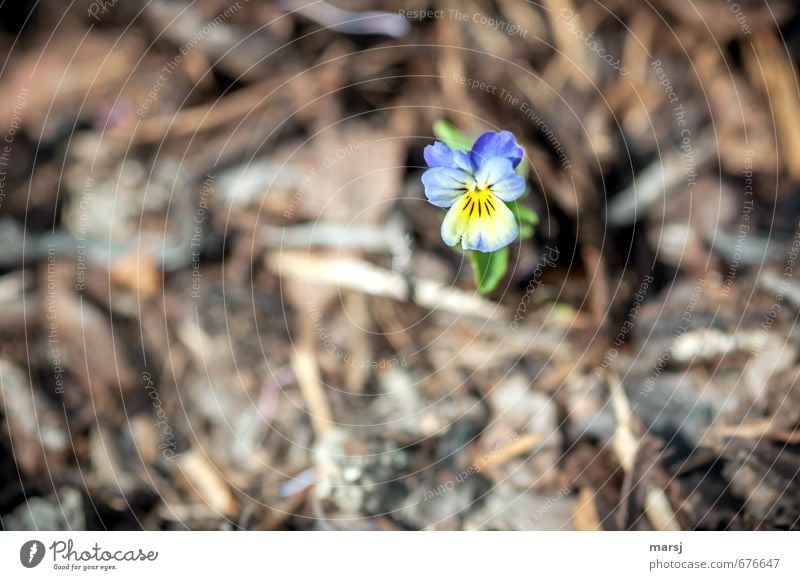 Einzelkämpfer Natur Pflanze Frühling Sommer Blume Blüte Wildpflanze Veilchengewächse Stiefmütterchenblüte Garten Blühend leuchten träumen Wachstum elegant