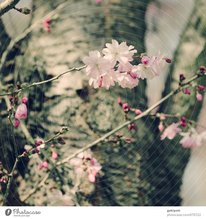 da sind sie wieder Umwelt Natur Landschaft Pflanze Frühling Schönes Wetter Baum Blüte Garten Park Blühend natürlich wild weich rosa Fröhlichkeit Lebensfreude