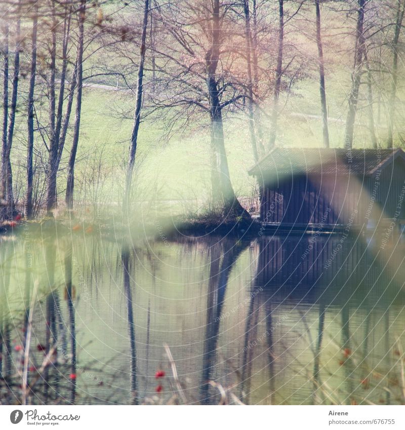 Versteck Natur Landschaft Wasser Baum Gras Sträucher Beerensträucher Seeufer Teich Streifen beobachten braun grün Einsamkeit ruhig Schutz stagnierend bleich