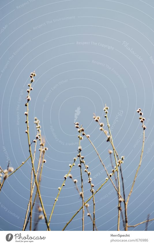 Frühling streckt seine Fühler aus... Umwelt Natur Pflanze Himmel Wolkenloser Himmel Schönes Wetter Grünpflanze Sal-Weide Weidenkätzchen schön natürlich Ast