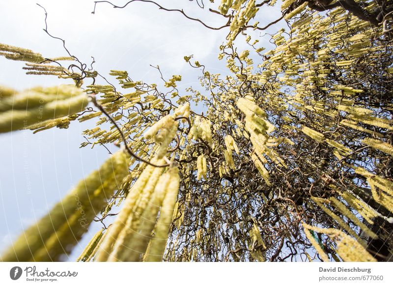 Ab ins All II Natur Pflanze Tier Himmel Frühling Sommer Schönes Wetter Baum Garten Park blau braun gelb schwarz weiß Echter Walnussbaum Haselnuss Pollen Stauden