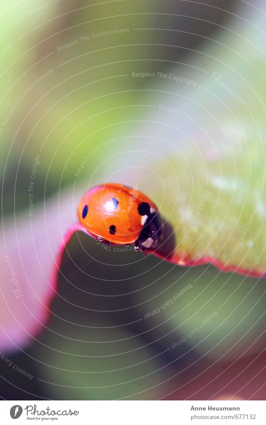 Marienkäfer auf Blatt Glück Garten Umwelt Natur Pflanze Tier Frühling Sommer Grünpflanze Wildtier Käfer Insekt 1 Glücksbringer krabbeln klein nah natürlich