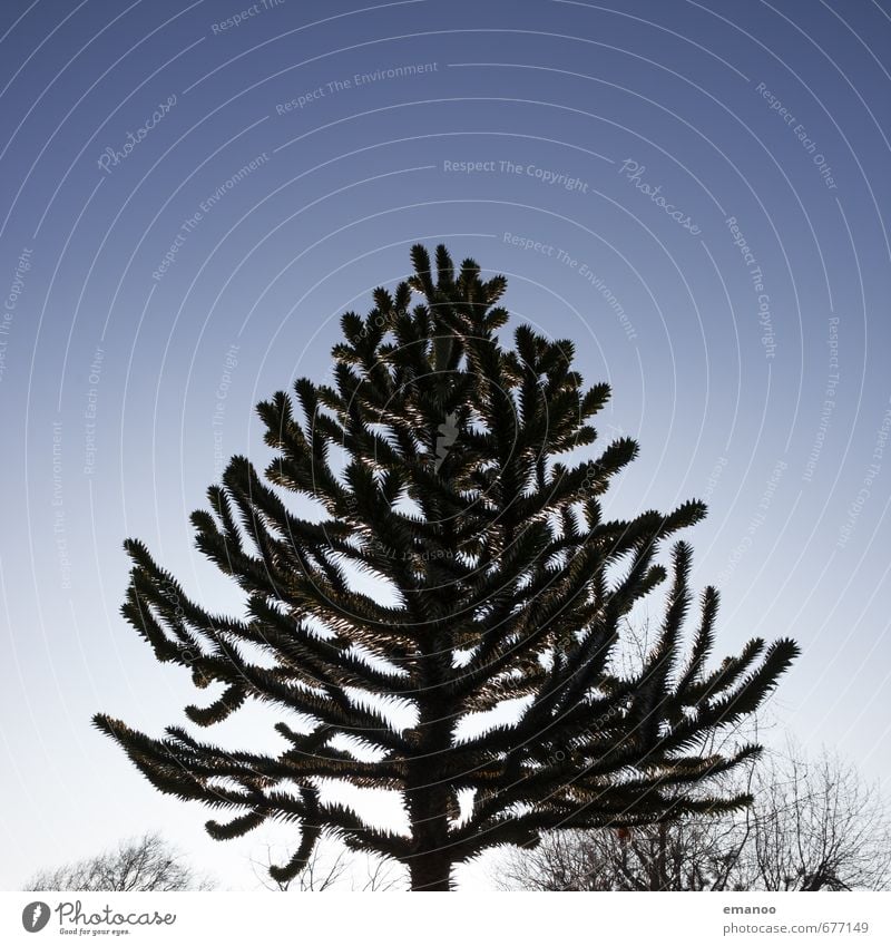 Nadelbaumexot Natur Landschaft Pflanze Himmel Wetter Baum exotisch Park Wachstum stachelig Kaktus Tannennadel Schutz Farbfoto Gedeckte Farben Außenaufnahme