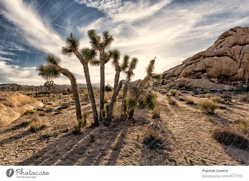 Nächstenliebe Umwelt Natur Landschaft Pflanze Urelemente Sand Luft Himmel Wolken Sonne Schönes Wetter Wärme Dürre Baum Gras Sträucher Abenteuer skurril USA