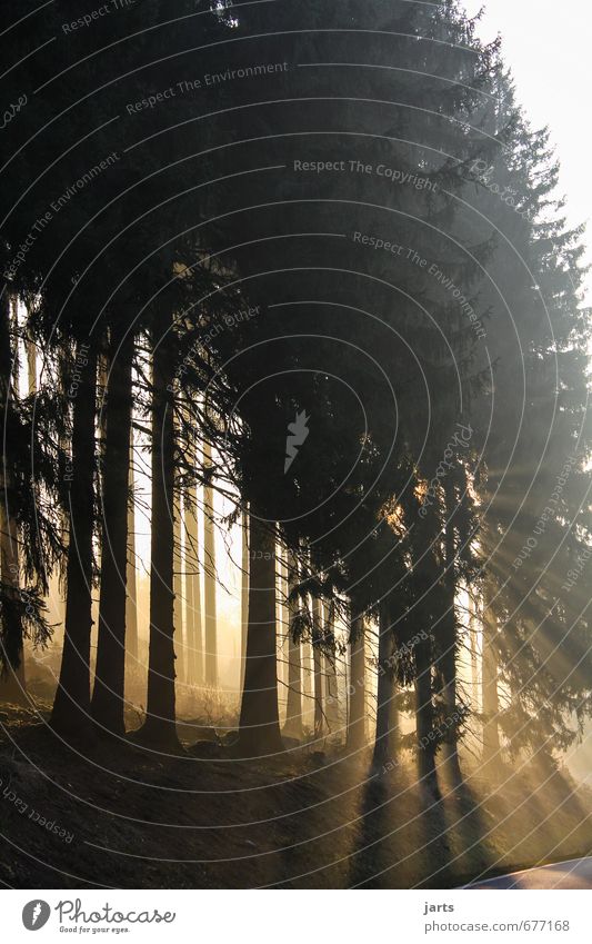 morgenstund Umwelt Natur Landschaft Pflanze Sonnenaufgang Sonnenuntergang Sonnenlicht Schönes Wetter Baum Wald frisch hell natürlich Gelassenheit ruhig Freiheit