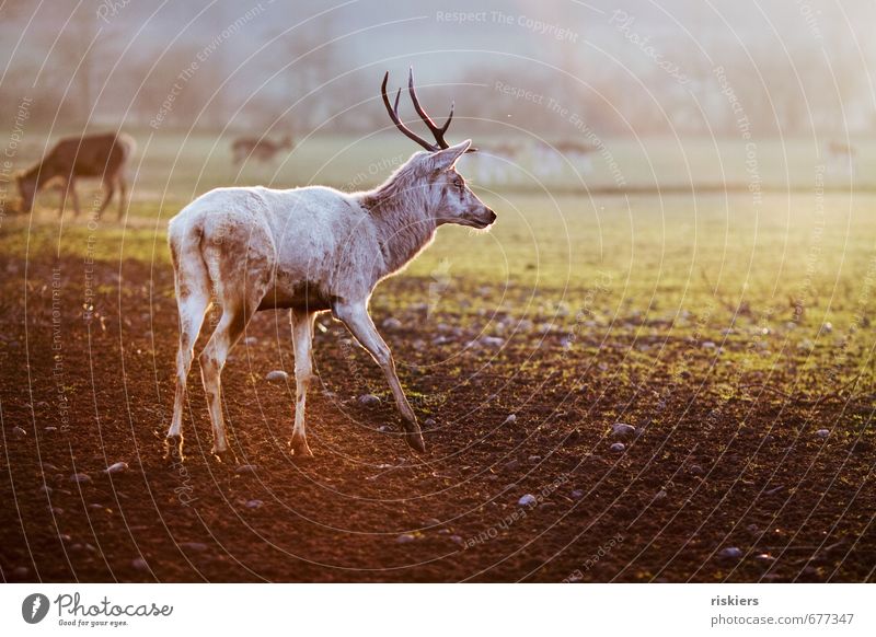 the white stag ii Umwelt Natur Frühling Herbst Schönes Wetter Wiese Feld Tier Wildtier Hirsche 1 Herde beobachten gehen Blick ästhetisch außergewöhnlich elegant