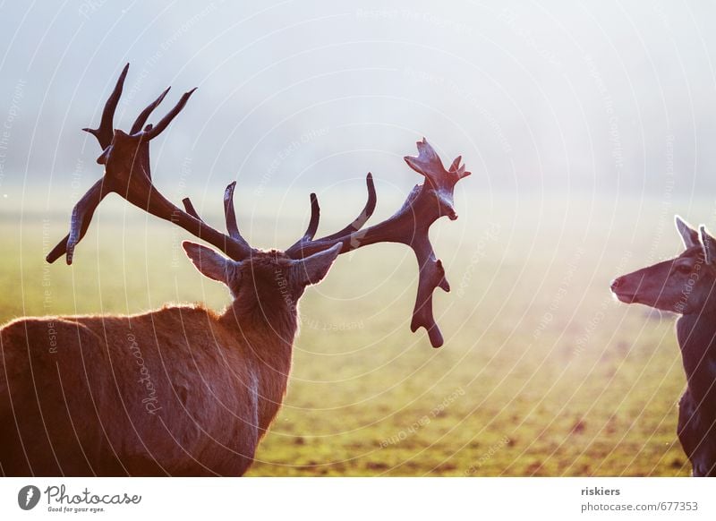 the majestic stag and the deer Umwelt Natur Sonne Sonnenlicht Frühling Schönes Wetter Wiese Tier Wildtier Hirsche Reh Rothirsch 2 Tierpaar beobachten Blick