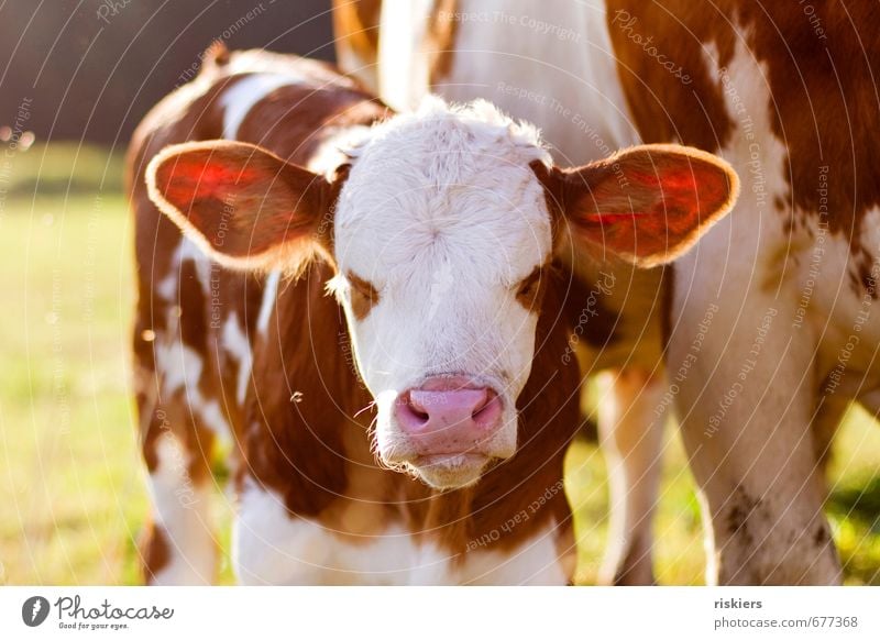 augen zu und durch Landwirtschaft Forstwirtschaft Umwelt Natur Sonnenaufgang Sonnenuntergang Sonnenlicht Sommer Herbst Schönes Wetter Wiese Feld Tier Nutztier