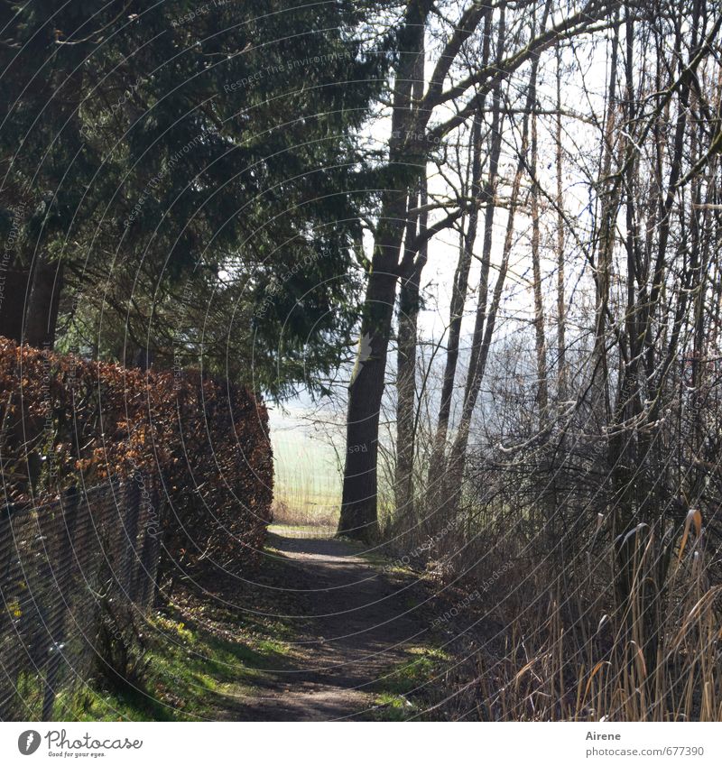 Alleingang Natur Landschaft Pflanze Baum Gras Grünpflanze Nadelbaum Hecke Zaun Schilfrohr Wald Wege & Pfade Fußweg gehen wandern braun grün Zufriedenheit