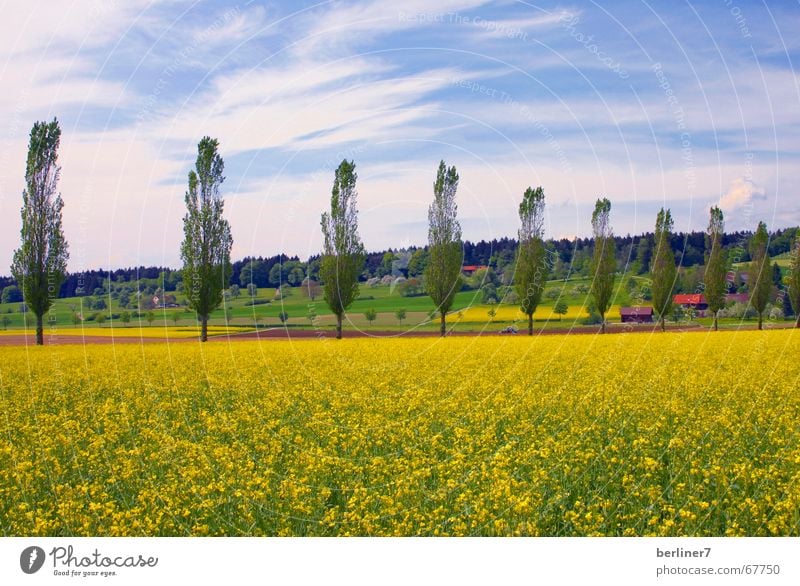 Gelb-Sucht Raps Pappeln Hügel Wolken gelb Panorama (Aussicht) Sommer Natur Landschaft blau groß