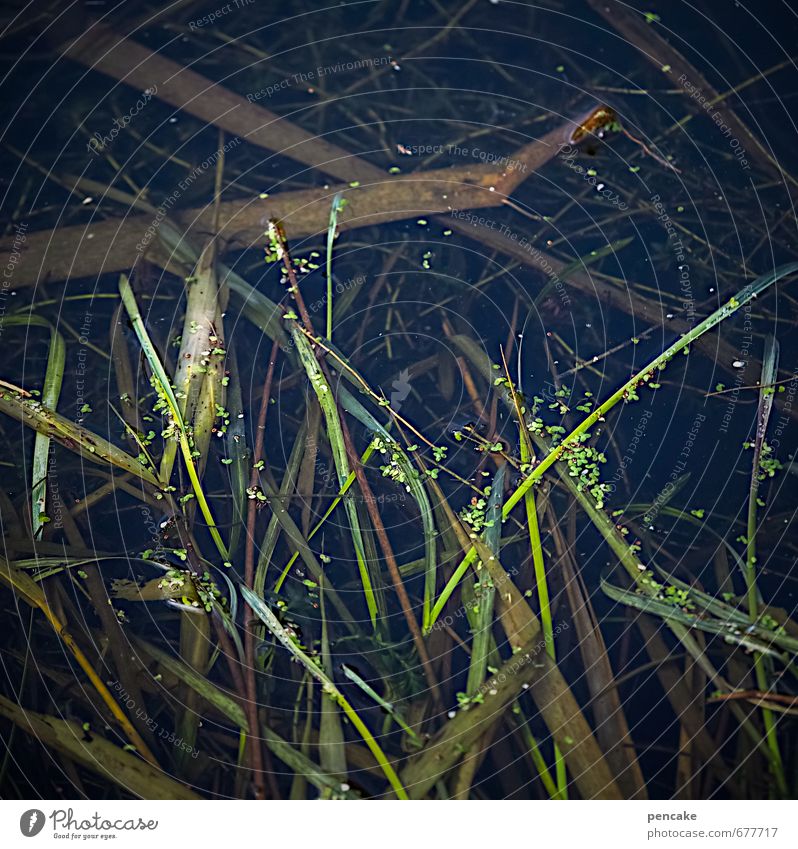 lebn und sterbn Umwelt Natur Pflanze Urelemente Erde Wasser Frühling Blatt Grünpflanze Wildpflanze Moor Sumpf Zeichen Beginn Zufriedenheit Leben Tod