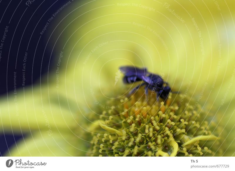 Wespe Umwelt Natur Pflanze Frühling Blüte Tier Wildtier Biene 1 Blühend Duft Fressen ästhetisch nah natürlich schön wild Lebensfreude Frühlingsgefühle