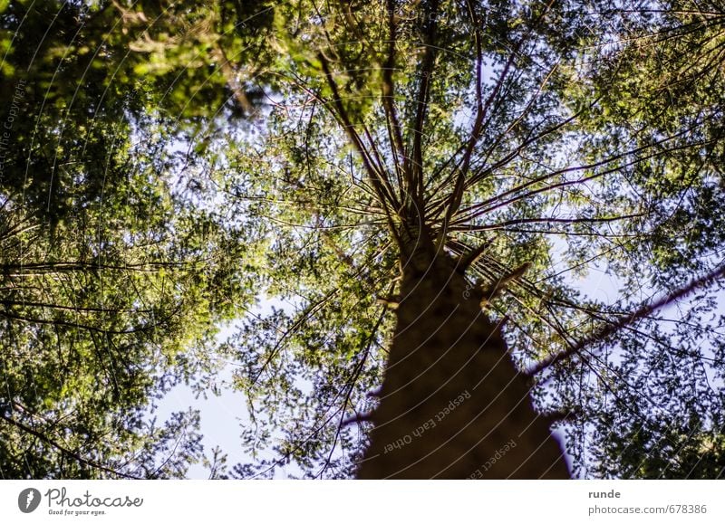 Krone Abenteuer wandern Landwirtschaft Forstwirtschaft Natur Himmel Frühling Sommer Schönes Wetter Baum Blatt Wald Holz atmen träumen Wachstum natürlich oben