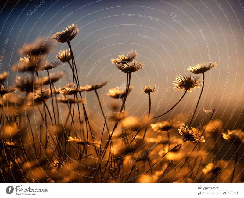 Sonnenuntergang Blumen Umwelt Natur Pflanze Urelemente Sommer Blitze Blatt Blüte Garten Park füttern gut schön Gefühle Stimmung Freude Fröhlichkeit Leidenschaft