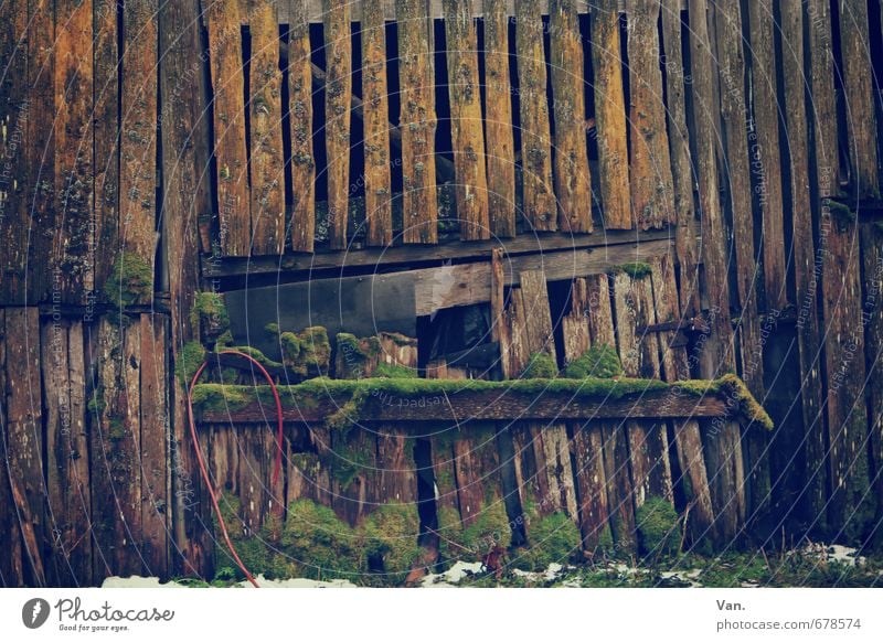 Schöner Wohnen Moos Hütte Ruine Scheune Holz alt braun verfallen Holzbrett Schlauch Farbfoto Gedeckte Farben Außenaufnahme Detailaufnahme Menschenleer Tag