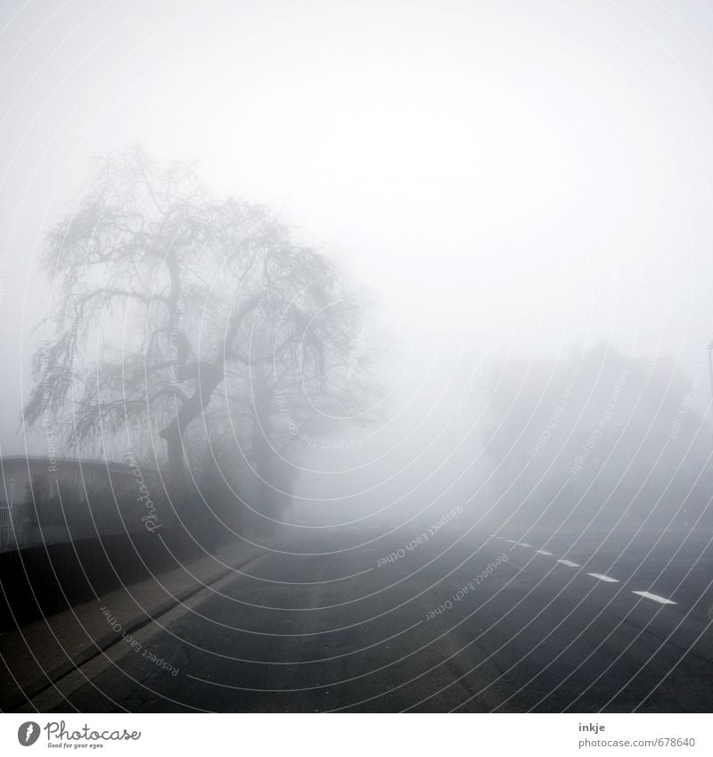 spooky neighbourhood II Umwelt Luft Herbst Winter Klima schlechtes Wetter Nebel Baum Kleinstadt Stadt Stadtrand Menschenleer Zaun Verkehr Verkehrswege