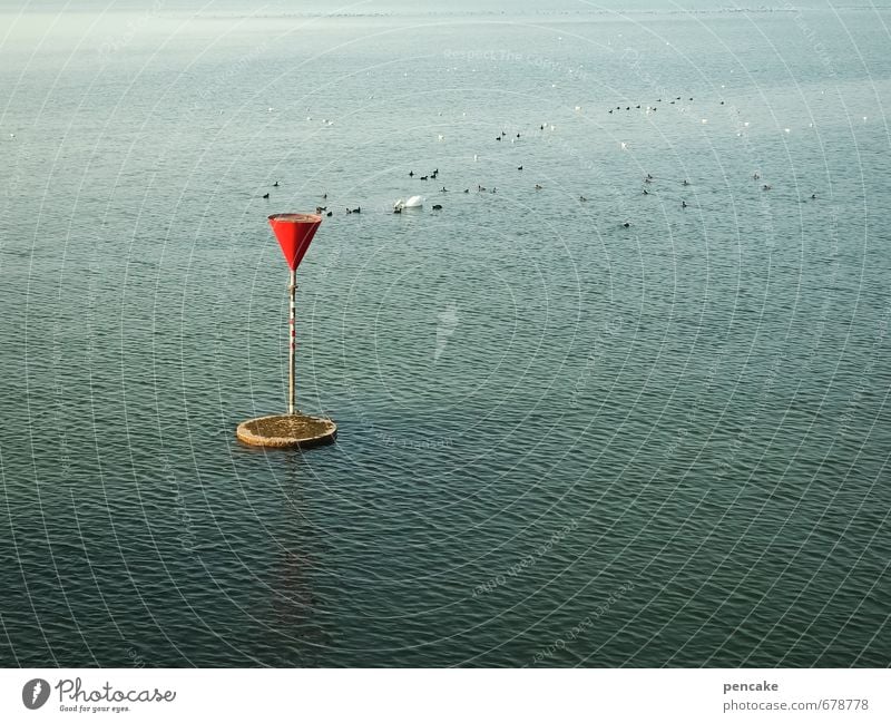 ausschwärmen Natur Landschaft Urelemente Wasser Frühling Schönes Wetter Seeufer Bodensee Vogel Tiergruppe ästhetisch frisch blau rot Trichter Seezeichen Wellen