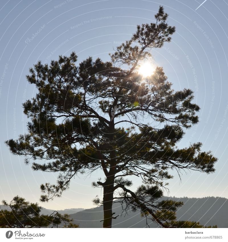 tschüss, liebe Anne! und viele sonnige Tage Natur Landschaft Urelemente Himmel Sonne Schönes Wetter Baum Kiefer Hügel Schwäbische Alb leuchten frei hell Wärme