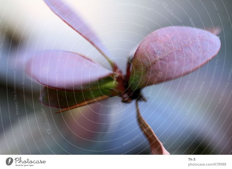 Blatt Natur Pflanze Frühling Sommer Blühend ästhetisch elegant glänzend nah schön wild Zufriedenheit Frühlingsgefühle Begeisterung Optimismus Gelassenheit