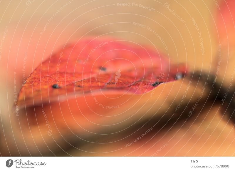 Blatt Umwelt Natur Pflanze ästhetisch authentisch elegant schön nah natürlich wild Zufriedenheit Design Farbe ruhig harmonisch Farbfoto mehrfarbig Außenaufnahme