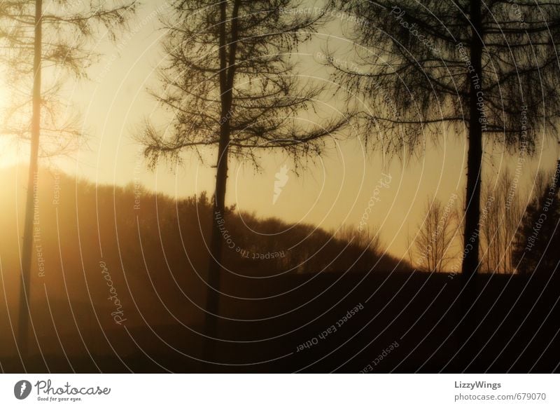 Frühlingssonne harmonisch Sinnesorgane Erholung ruhig Sommer Sonne Natur Sonnenlicht Schönes Wetter Baum Wald Menschenleer authentisch natürlich positiv schön