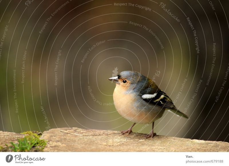 Wen nennst du hier süß?? Natur Tier Moos Wildtier Vogel Buchfink 1 beobachten klein Neugier niedlich rund gelb Farbfoto mehrfarbig Außenaufnahme Nahaufnahme