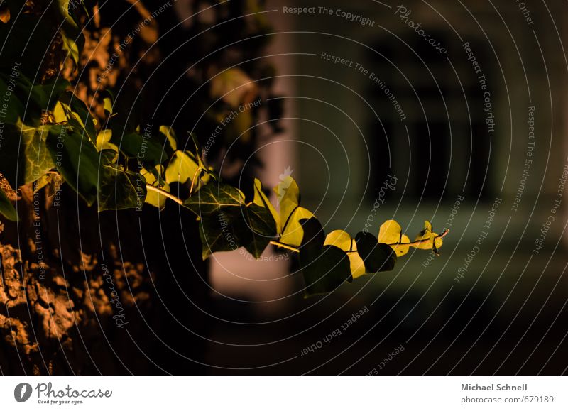 Schönes Licht Pflanze Baum Efeu alt Wärme Zusammensein Verbundenheit Farbfoto Nacht