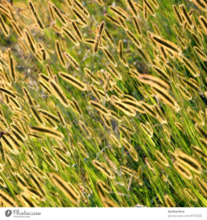 Glühwürmchenwiese Natur Pflanze Sommer Gras Wiese leuchten Wachstum frisch hell viele gelb gold grün Stimmung Fröhlichkeit ästhetisch Bewegung Farbe