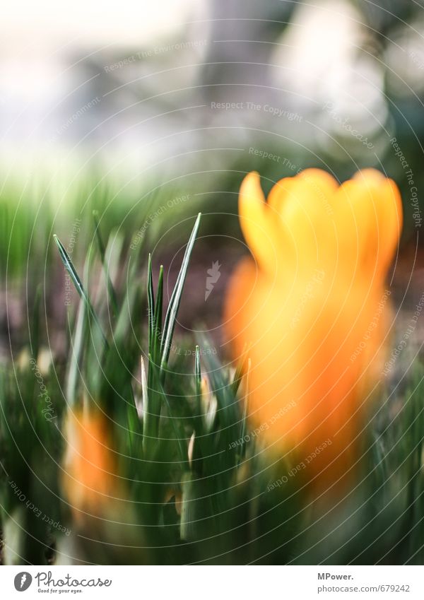 backfocus Umwelt Natur Schönes Wetter Pflanze Gras Blatt Grünpflanze Garten Wiese Duft schön saftig gold grün Frühling Bodenbelag Frühlingsblumenbeet Unschärfe