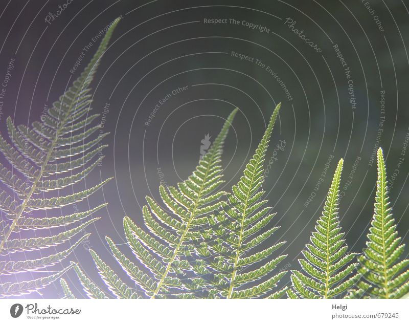 Farn im Licht... Umwelt Natur Pflanze Sommer Schönes Wetter Blatt Grünpflanze leuchten Wachstum ästhetisch außergewöhnlich schön natürlich grau grün Stimmung