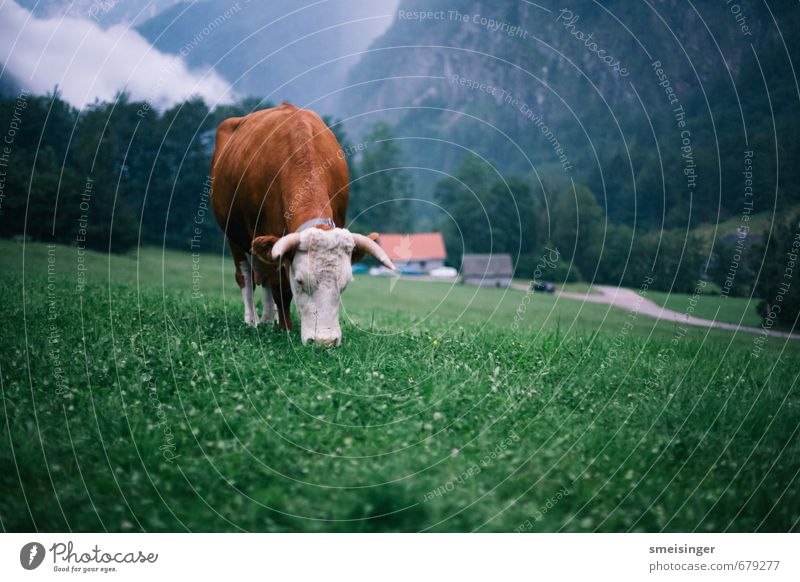 Kuh wieder Berge u. Gebirge wandern Natur Gras Alpen Tier Nutztier 1 Essen Fressen füttern blau braun grün Gelassenheit Frieden Idylle ländlich Heidi Bauernhof