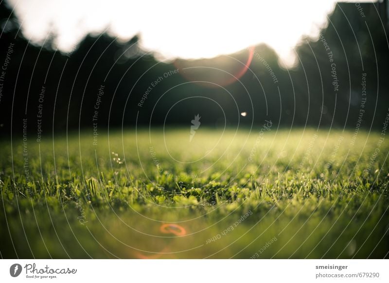 Garten Sonne Natur Gras Sträucher Park weich braun grün Frieden Gelassenheit Idylle Fee Europa Rasen frisch geschnittener Rasen Rasenmähen Farbfoto